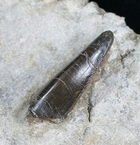 Allosaurus Tooth In Original Matrix #5600